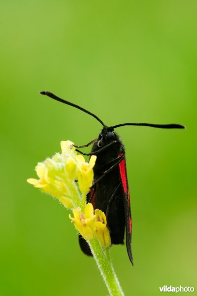 Zygaena osterodensis