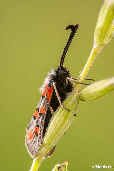 Zygaena rhadamanthus