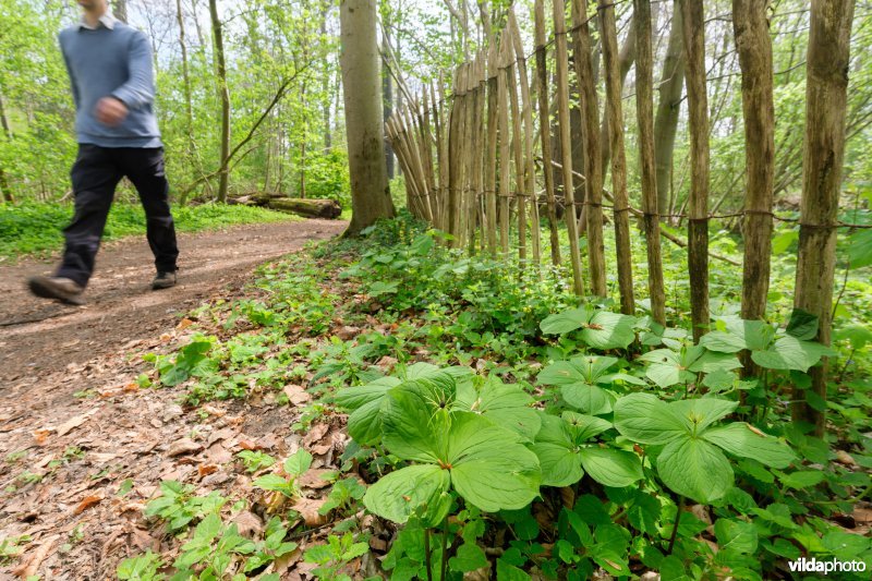 9160 Eiken-Haagbeukenbos