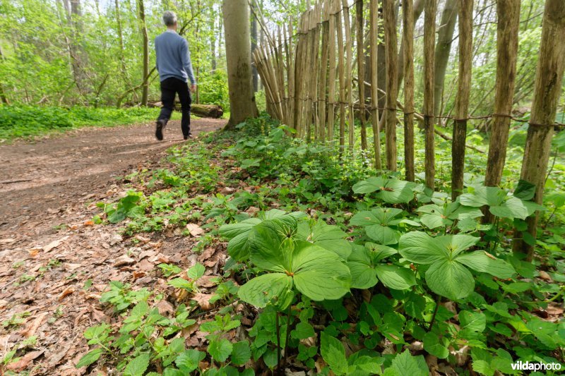 9160 Eiken-Haagbeukenbos