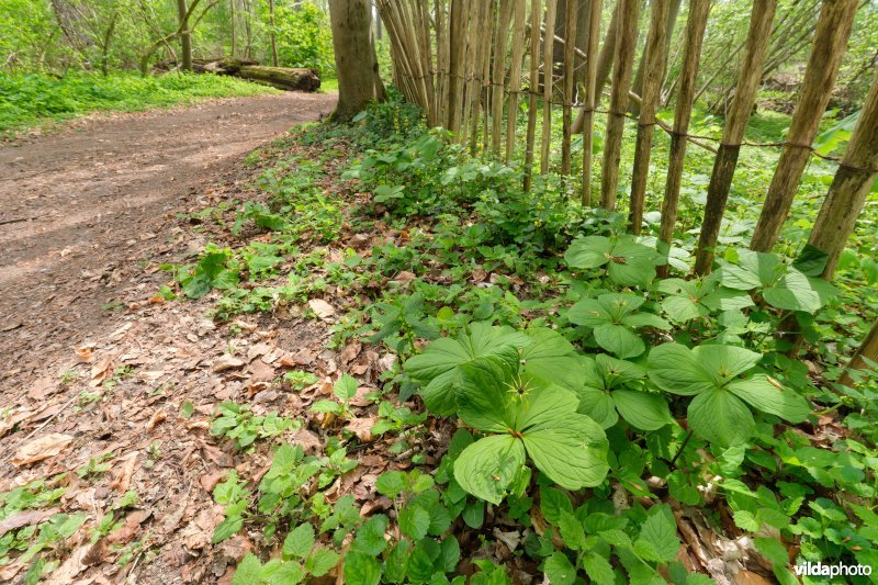 9160 Eiken-Haagbeukenbos