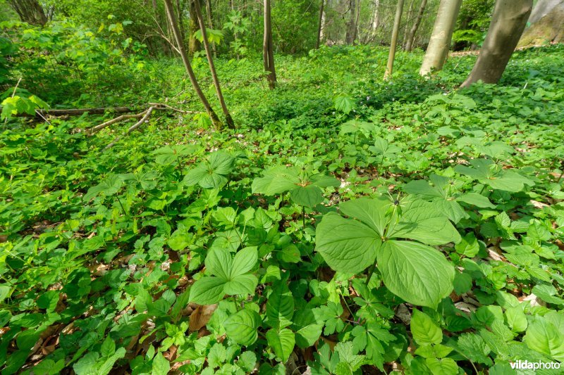 9160 Eiken-Haagbeukenbos
