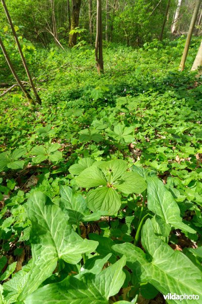 9160 Eiken-Haagbeukenbos