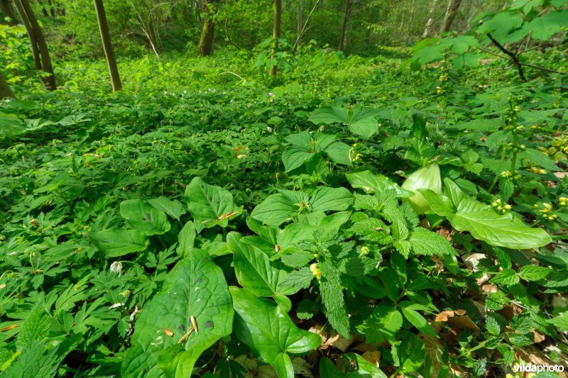 9160 Eiken-Haagbeukenbos