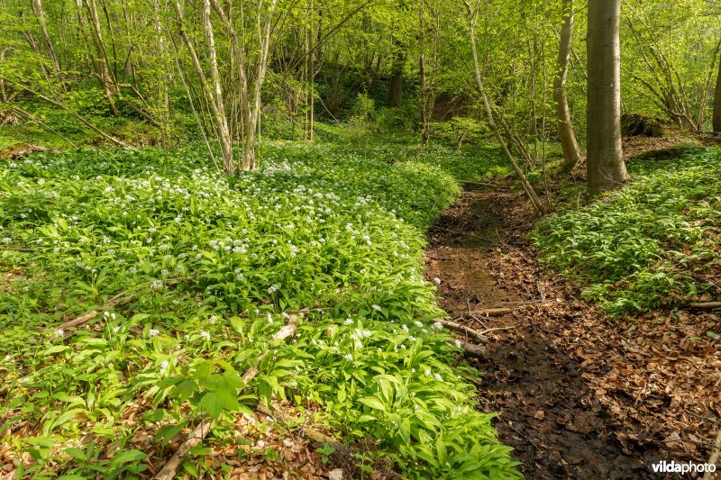 91E0 Vogelkers-Essenbos