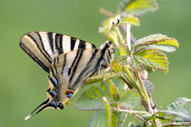 Zuidelijke koningspage