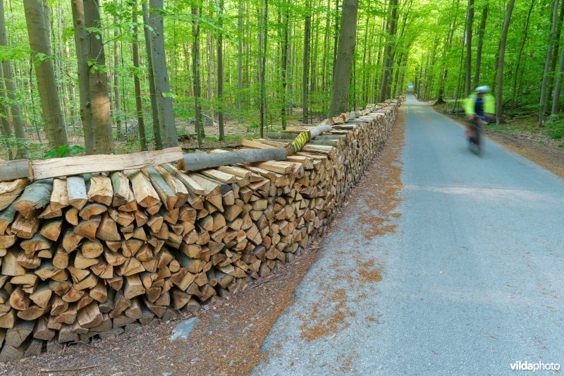 9120 Zuurminnende beukenbossen