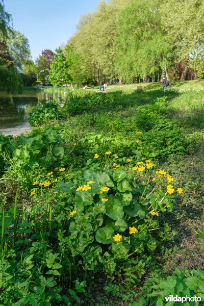 HGB Dotterbloemgrasland