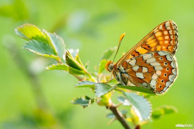 Zuidelijke moerasparelmoervlinder