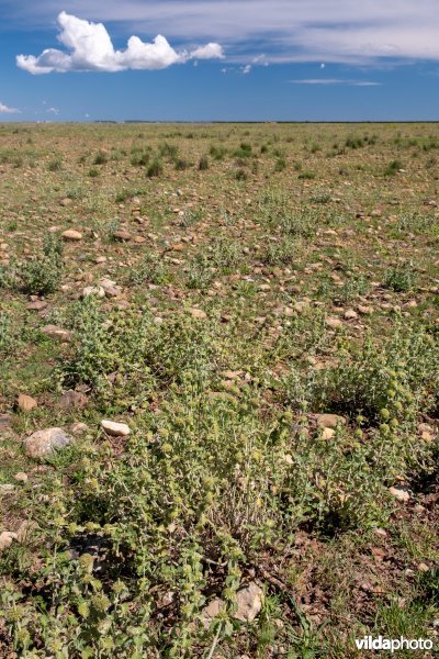 6220 Pseudo-steppe