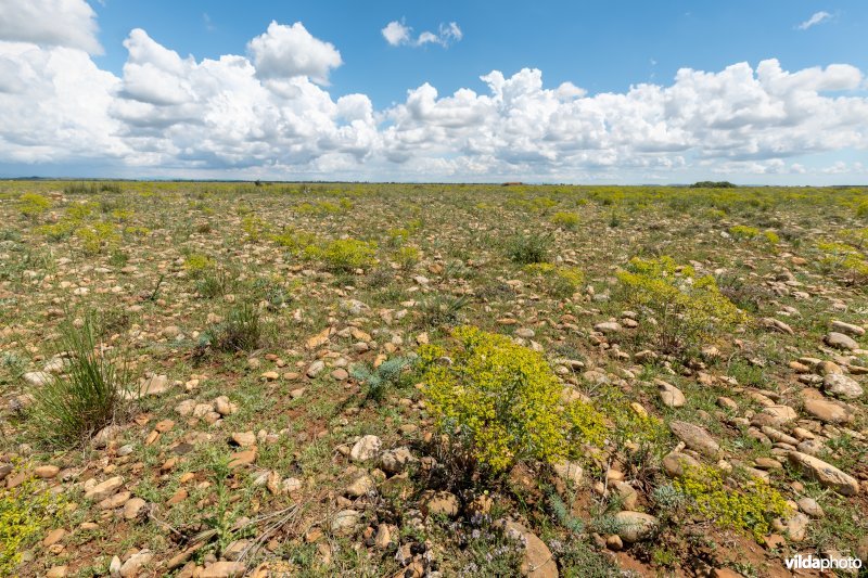 6220 Pseudo-steppe