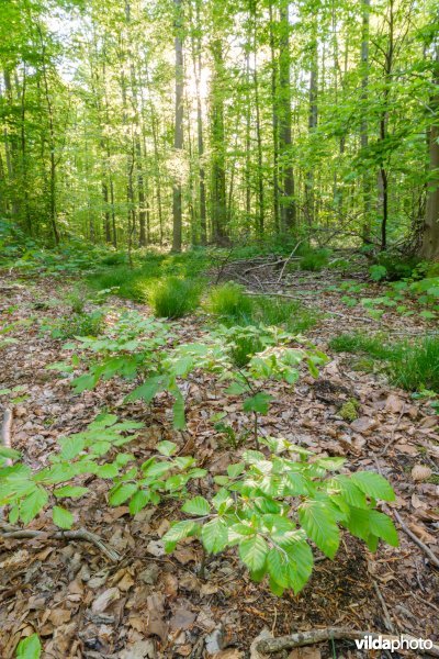 9120 Zuurminnende beukenbossen