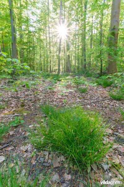 9120 Zuurminnende beukenbossen