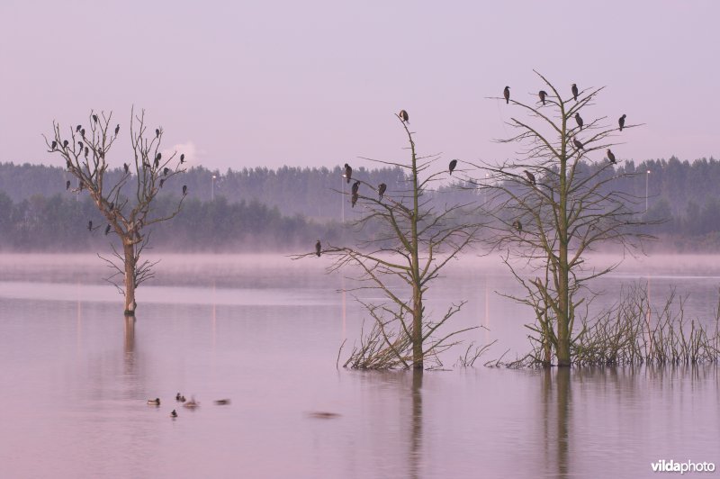 Verrebroekse Plassen