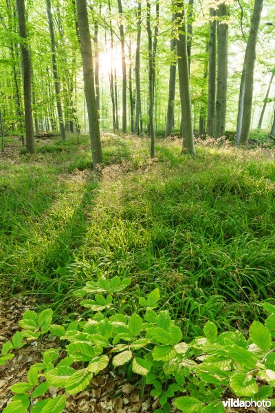 9120 Zuurminnende beukenbossen