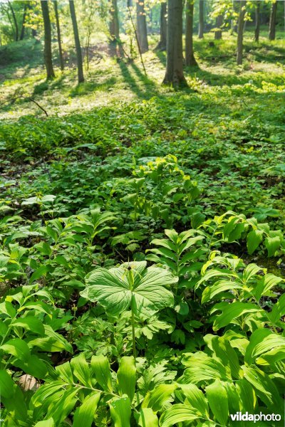 9160 Eiken-Haagbeukenbos