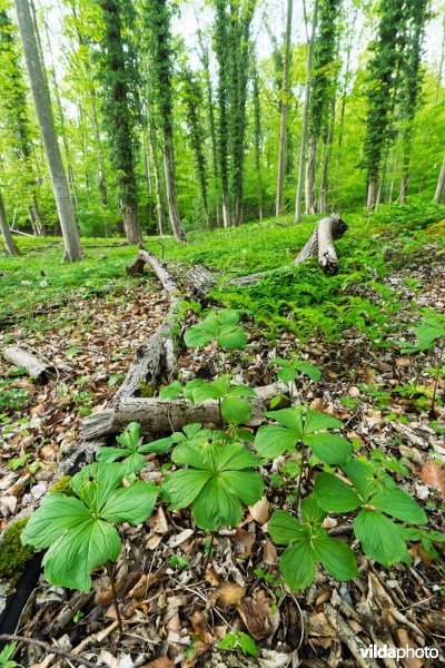 9160 Eiken-Haagbeukenbos
