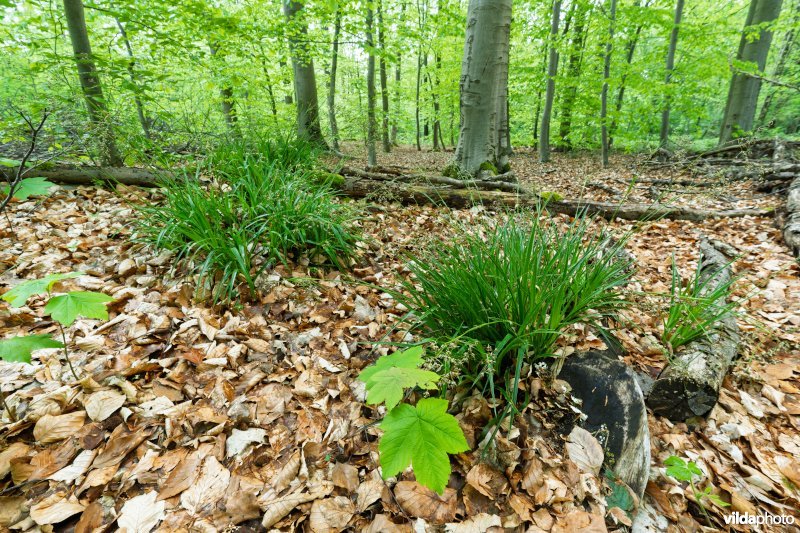 9120 Zuurminnende beukenbossen
