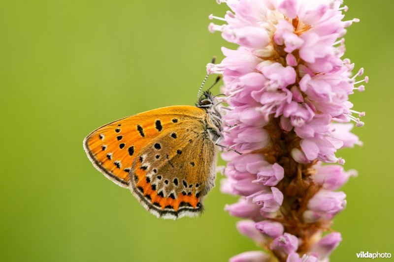 Blauwe vuurvlinder op adderwortel