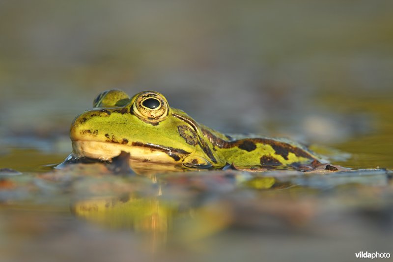Europese meerkikker