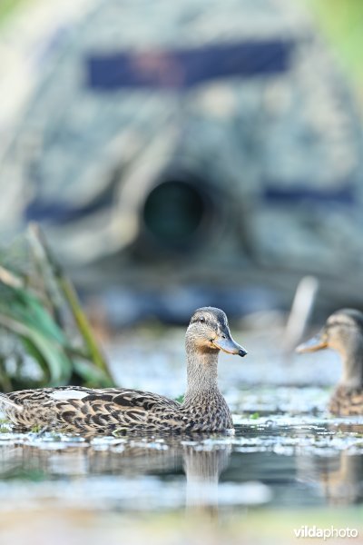 Wilde eend