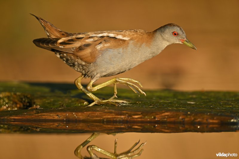Klein waterhoen