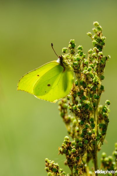 Citroenvlinder
