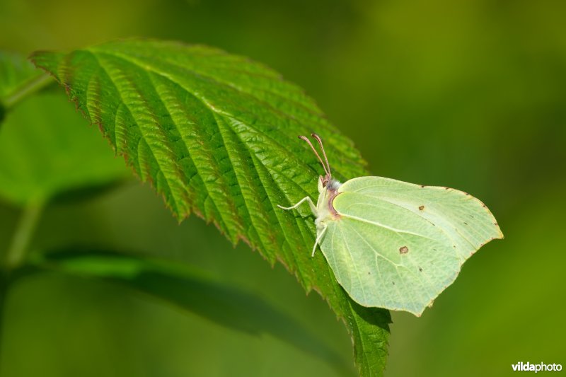 Citroenvlinder