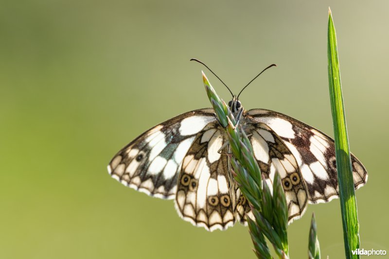 Dambordje bij zonsopgang
