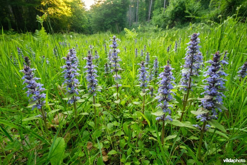 6510 Vochtig schraal hooiland