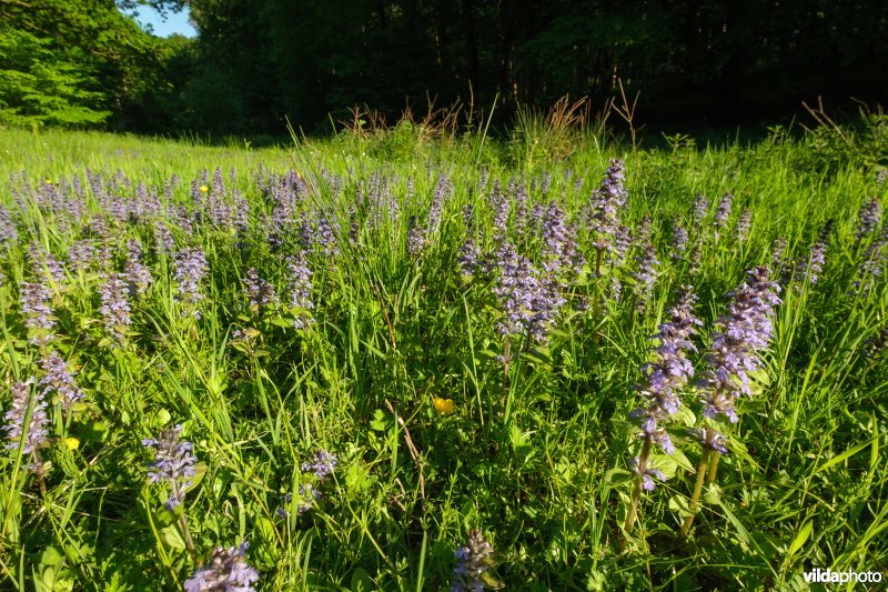 6510 Vochtig schraal hooiland