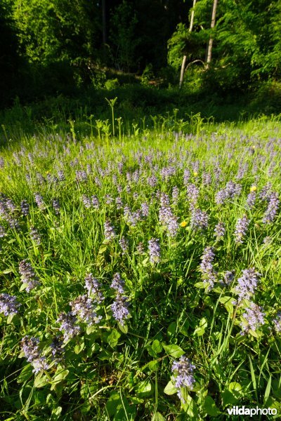 6510 Vochtig schraal hooiland