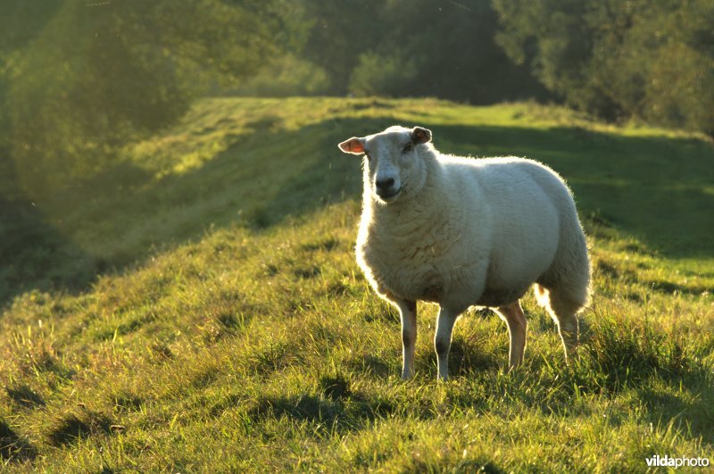 Schapenbegrazing in het Schulensbroek