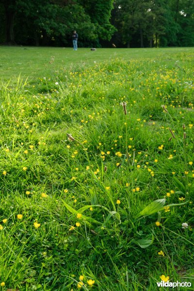HGB kamgrasland
