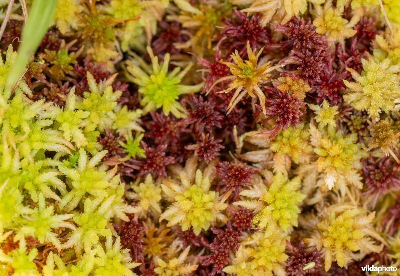 Sparrig veenmos, gewoon veenmos en kwelveenmos