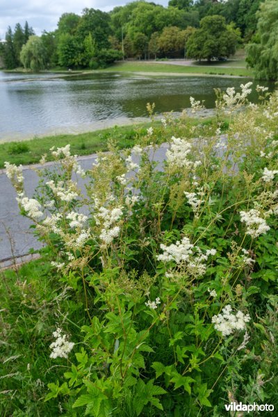 Moerasspirea