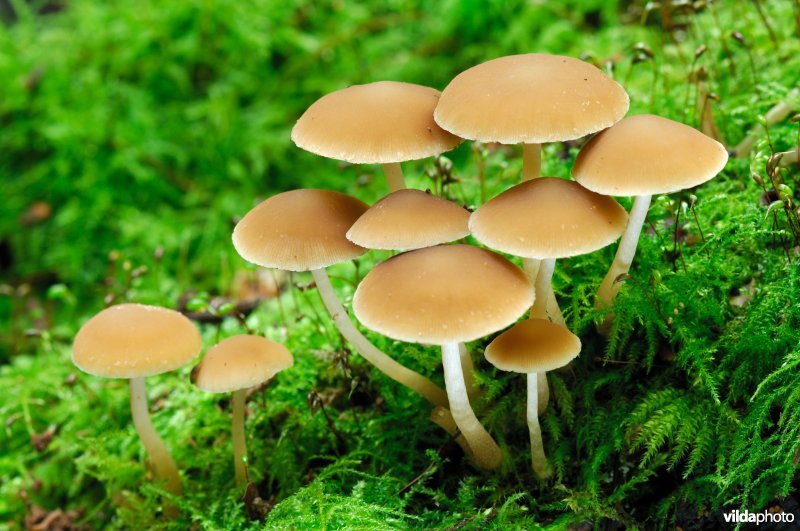 Witsteelfranjehoeden