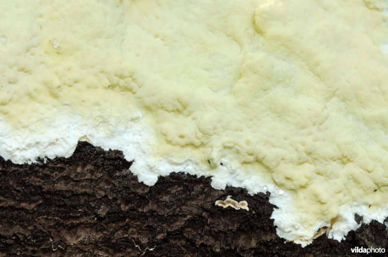 Gelatineuze poria