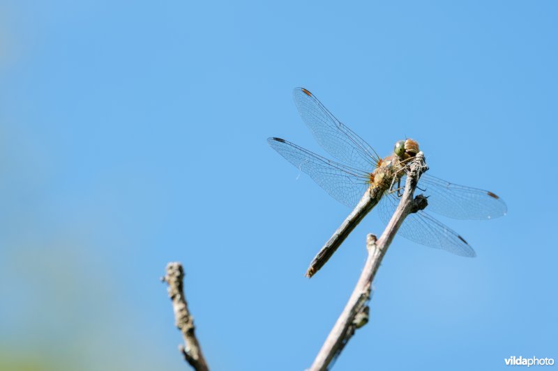 Bruinrode heidelibel