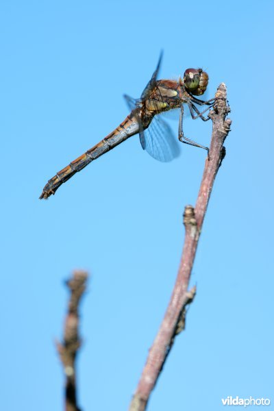 Bruinrode heidelibel