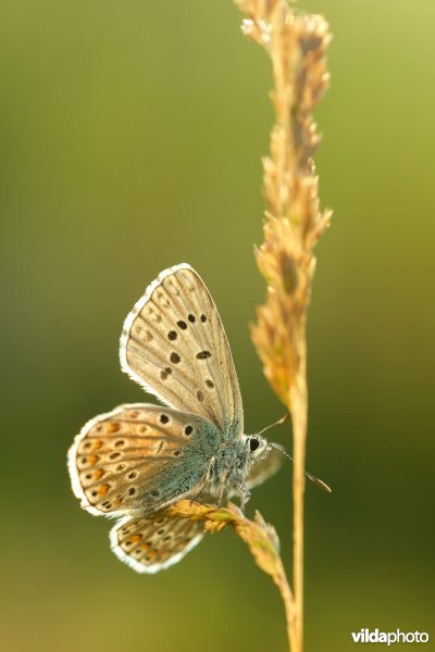 Opwarmend Icarusblauwtje