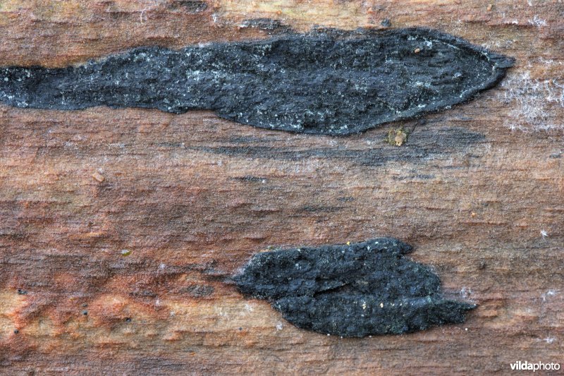 Grijze korstkogelzwam