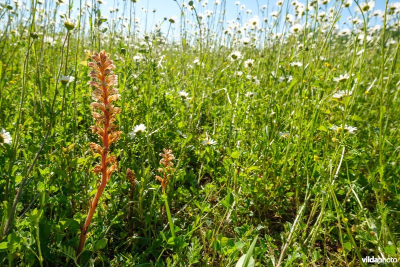 Bremraap in glanshavergrasland