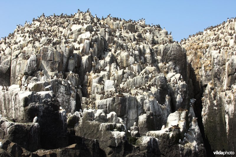 Zeekoeten op de Farne Islands