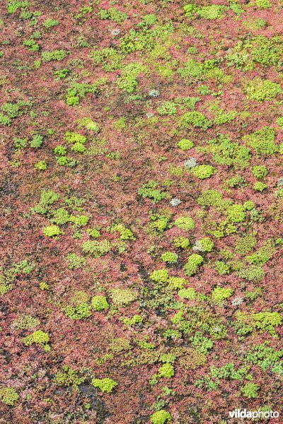Groendak op een hotel