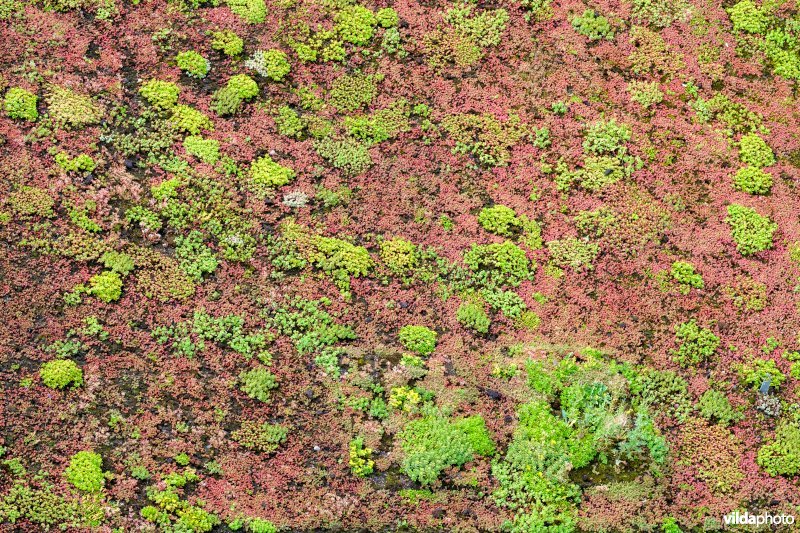 Groendak op een hotel