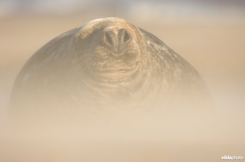 Mannetje Grijze zeehond in zandstorm
