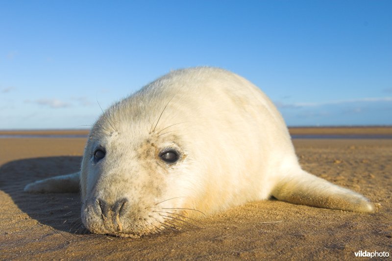 Pup Grijze zeehond