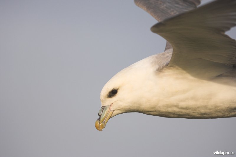 Noordse Stormvogel