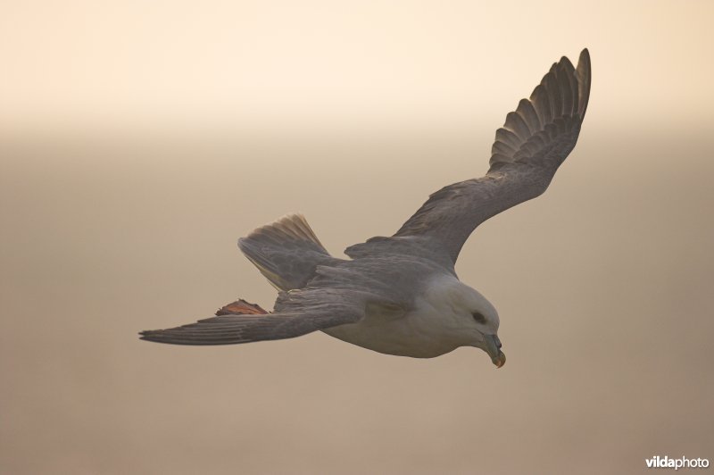 Noordse Stormvogel in vlucht